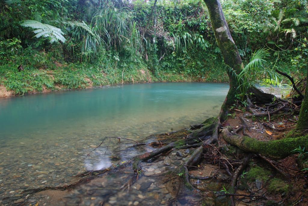 Heritage Lodge In The Daintree Cape Tribulation Extérieur photo